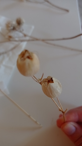 bladder campion photographed in San Marino