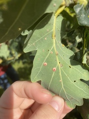 Neuroterus quercusbaccarum