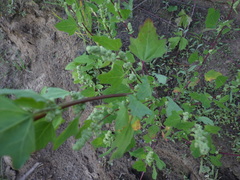 Chenopodium acerifolium