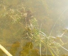 Ranunculus circinatus