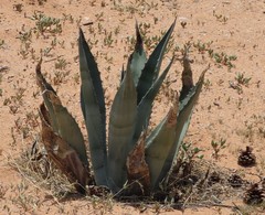 Agave