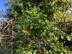Jasminum didymum racemosum