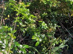 Jasminum didymum racemosum