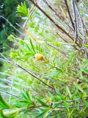 Uloborus walckenaerius