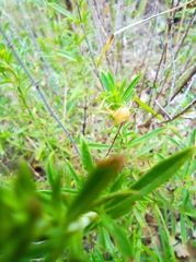 Uloborus walckenaerius