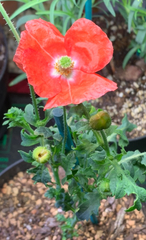 Papaver bracteatum