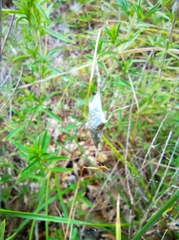 Uloborus walckenaerius