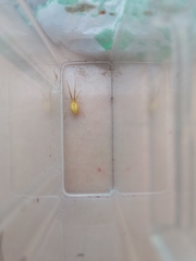 Uloborus walckenaerius