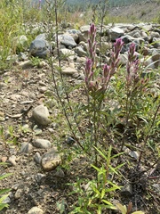Castilleja rubra