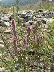 Castilleja rubra
