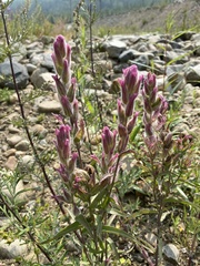 Castilleja rubra