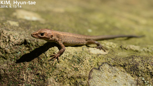 Takydromus amurensis