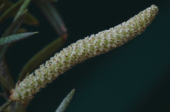 Podocarpus acutifolius