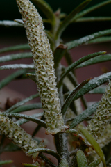 Podocarpus acutifolius