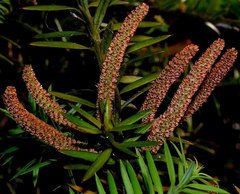 Podocarpus acutifolius