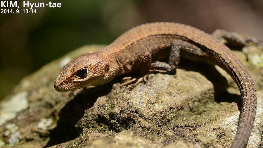 Amur Grass Lizard