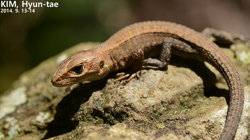 Amur Grass Lizard