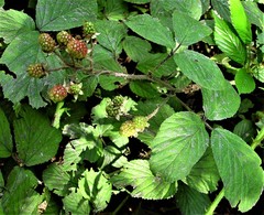 Rubus segontii