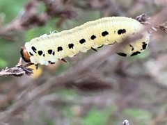 Diprion pini