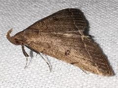 Zanclognatha zelleralis