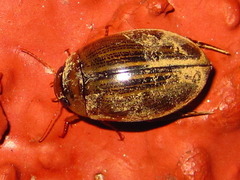 Hydaticus grammicus