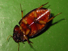 Hydrochara affinis