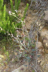 Pelargonium tabulare
