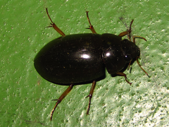 Hydrochara affinis
