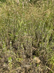 Euphrasia pectinata