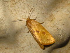 Naranga aenescens