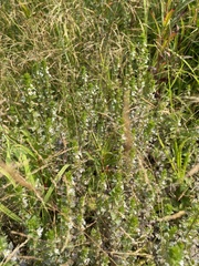 Euphrasia pectinata