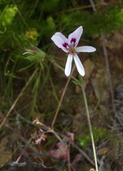 Pelargonium tabulare