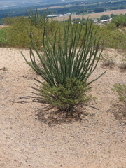Fouquieria splendens