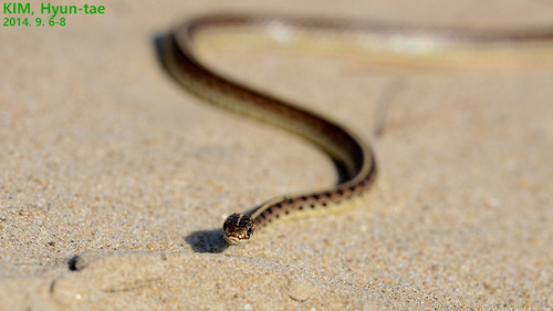 Slender Racer