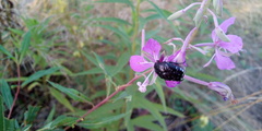 Chamaenerion angustifolium