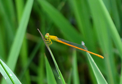 Ceriagrion rubiae