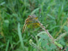 Palpopleura sexmaculata