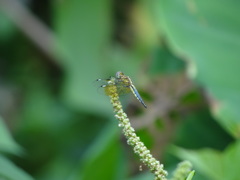 Palpopleura sexmaculata