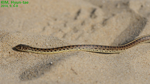 Slender Racer