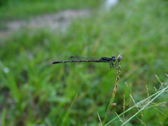 Agriocnemis splendidissima