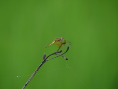 Palpopleura sexmaculata