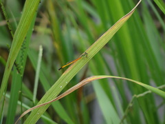 Ischnura rufostigma