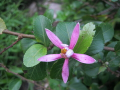 Grewia occidentalis occidentalis