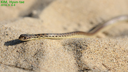 Slender Racer