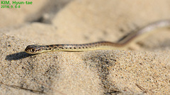 Orientocoluber spinalis