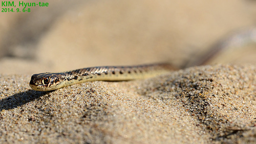Slender Racer