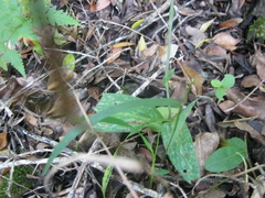 Habenaria arenaria