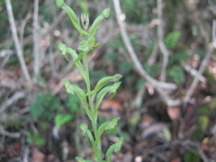 Habenaria arenaria