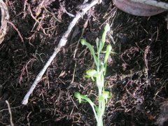 Habenaria arenaria