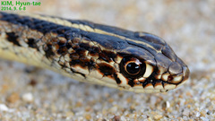 Orientocoluber spinalis